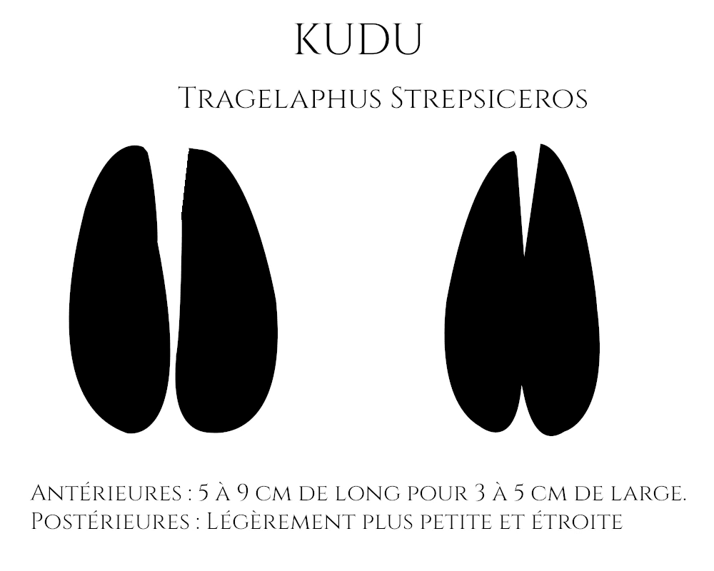Empreintes du Kudu