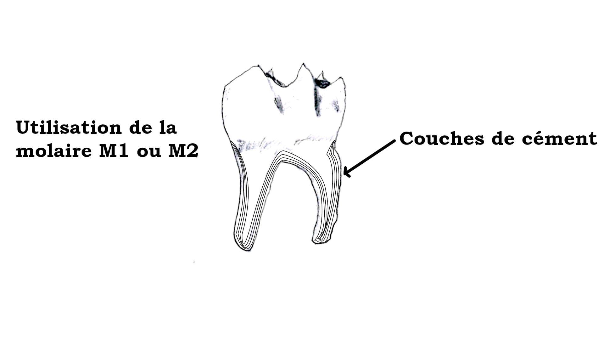 Cementochronologie_m1