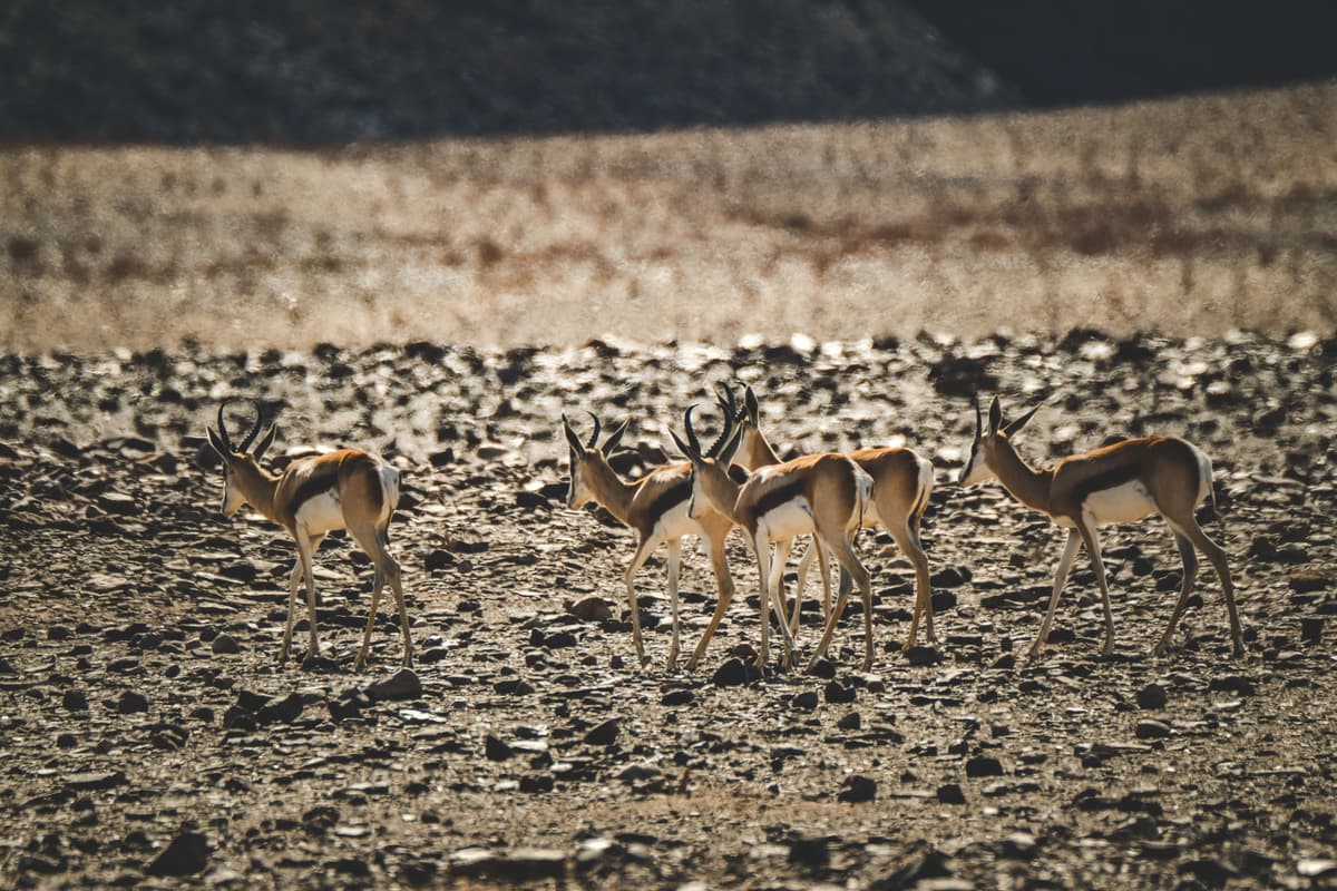 Article de blog : Chasse et conservation de la faune et de la flore en Afrique
