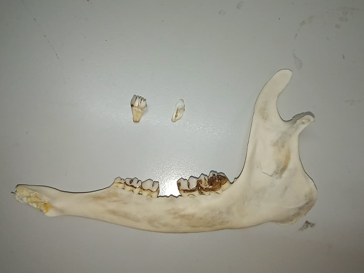 Article de blog : Cémentochronologie - Déterminer l'âge des mammifères