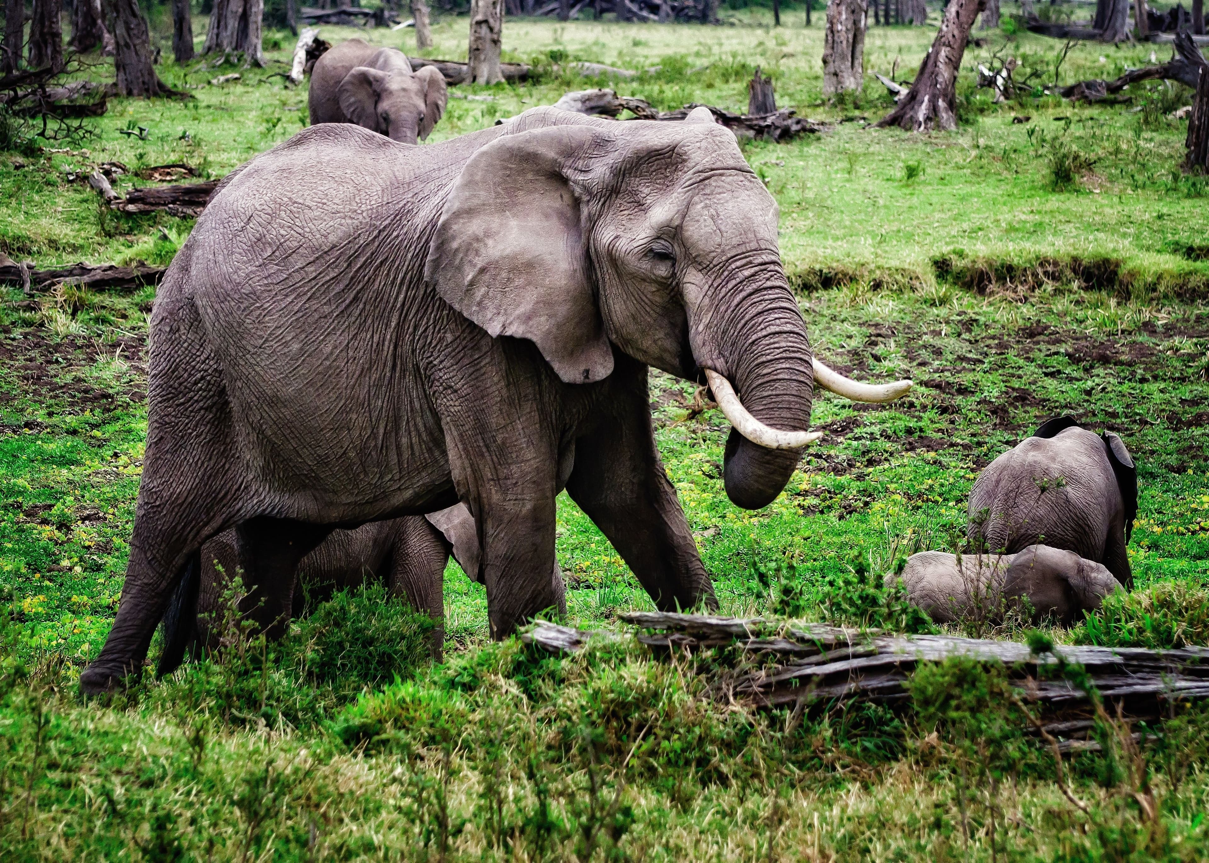 Éléphants