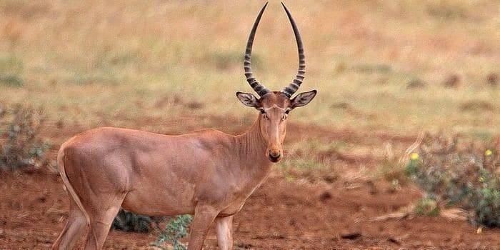 Image d'illustration : Chasse et conservation - l'exemple de l'hirola